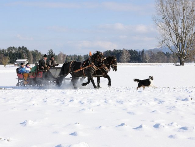 Pferdeschlittenfahrt im Winter im Schnee vom Bauernhof aus der Region Chiemsee