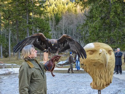 Adler landet auf dem Arm bei Flugshow der Adlerbeobachtung_Klausbachtal