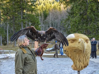 Flugshow © Zweckverband Bergerlebnis Berchtesgaden Adler landet auf dem Arm bei Flugshow der Adlerbeobachtung_Klausbachtal