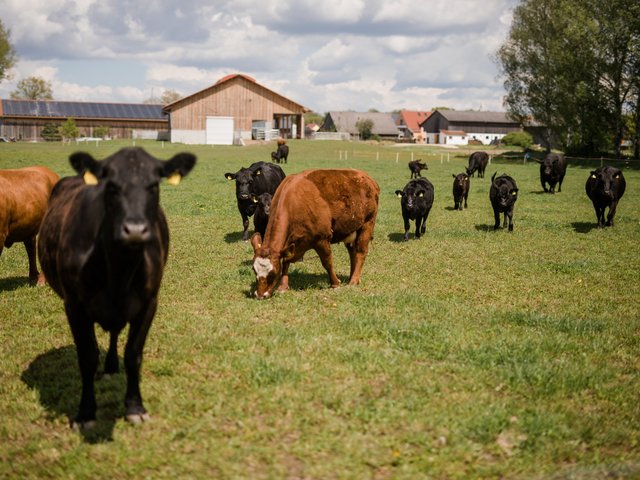 Freilandhaltung der Kühe auf dem Biohof in Bayern