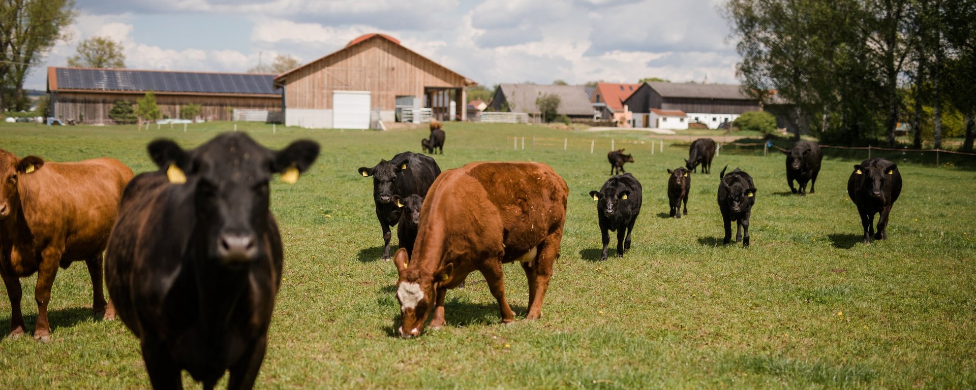 Freilandhaltung der Kühe auf dem Biohof in Bayern