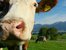 Kuh vor Bergpanorama vom Ferienhof Kinker im Allgäu
