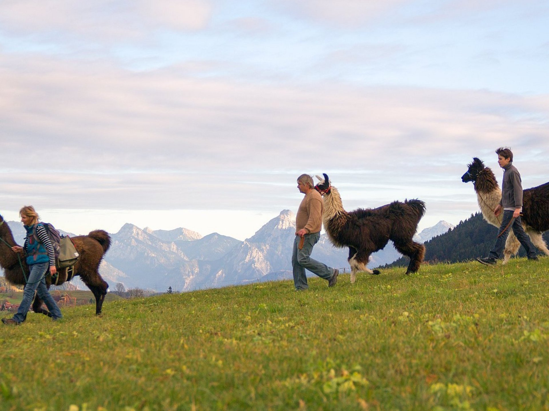 Wanderer mit drei Lamas beim Lamatrecking des Lamaerlebnishof in Nesselwang im Allgäu