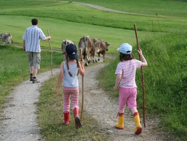 Kinder helfen beim Eintreiben der Kühe