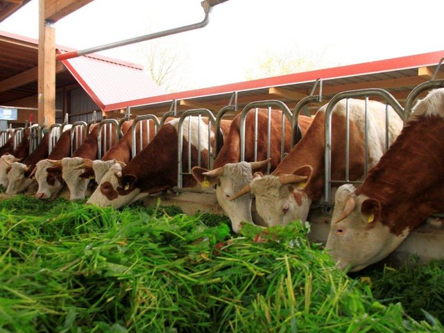 Kuhstall Der kleine Bauernhof in Feuchtwangen