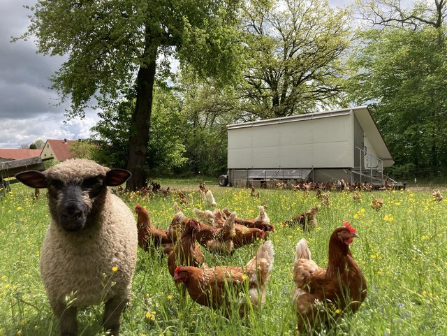 Freilandhaltung der Hoftiere 