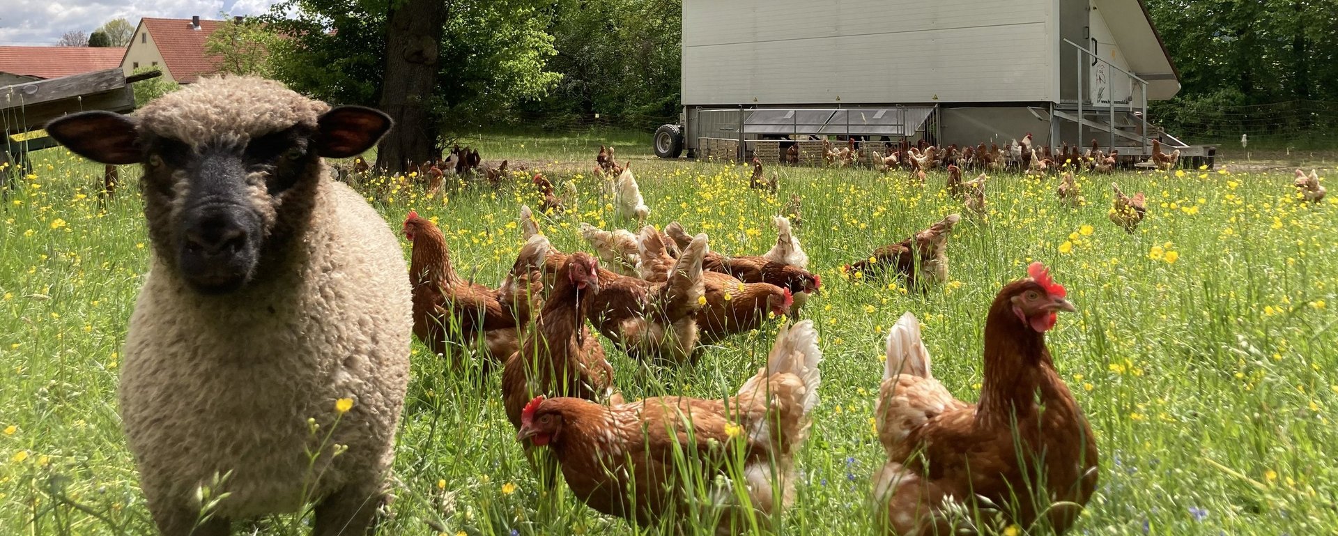 Freilandhaltung der Hoftiere 