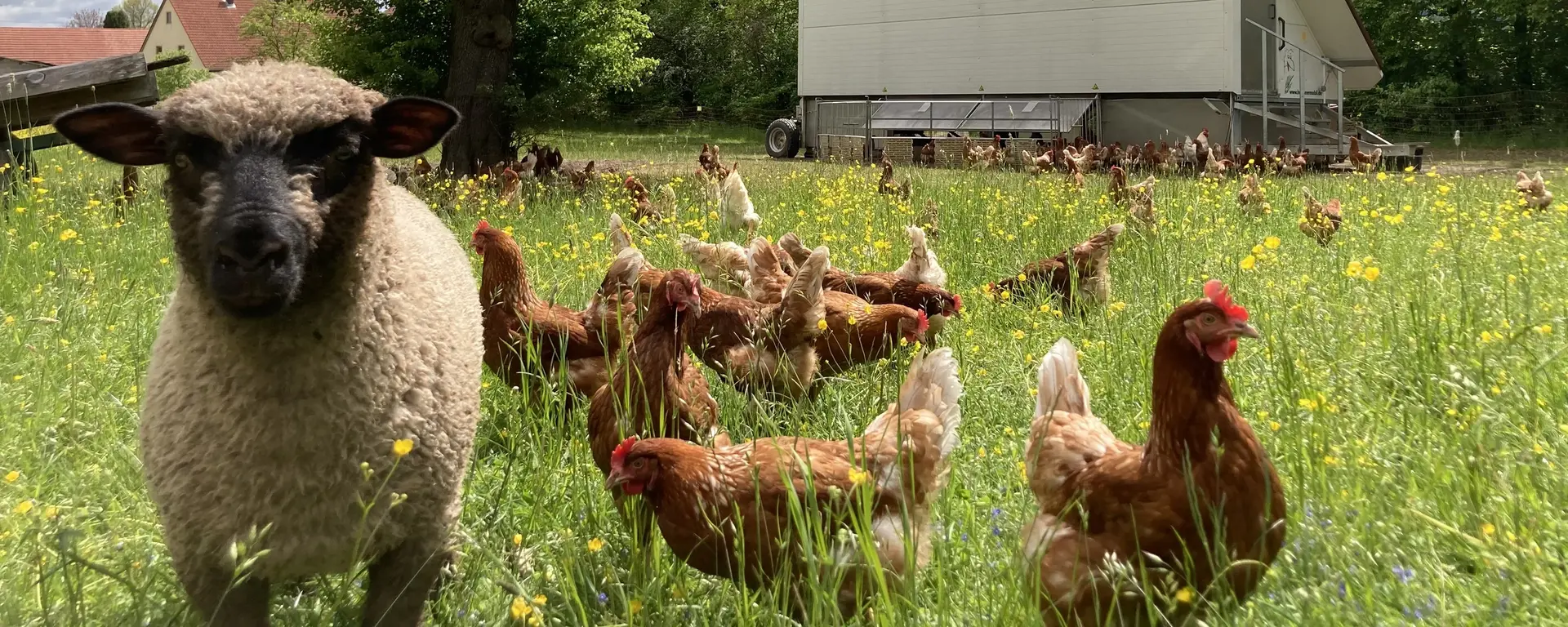 Freilandhaltung der Hoftiere