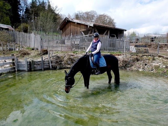 Ausritt ins Wasser direkt ab Bauernhof