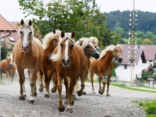 Haflinger vom Pfefferhof im Bayerischen Wald