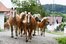 Haflinger vom Pfefferhof im Bayerischen Wald