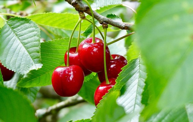 Rote Kirschen aus der Fränkischen Schweiz