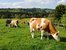 Milchkuhhaltung mit Weidekühen auf dem Bauernhof in der Region Chiemsee