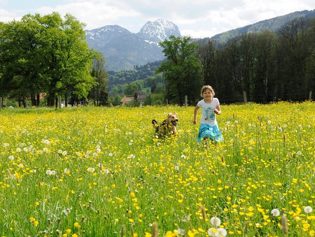 Toben und spielen mit dem Hund auf dem Bauernhof in der Region Chiemsee