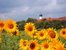 Sonnenblumen vor Ortspanorama im Münchner Umland