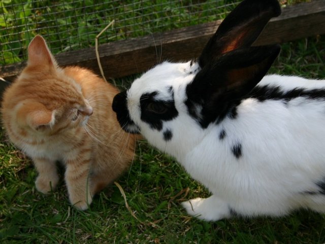 Katze und Hase