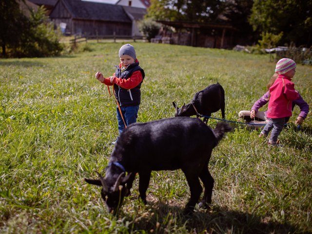 Kinder mit Ziegen im Feriendorf Nehmeier in Haundorf