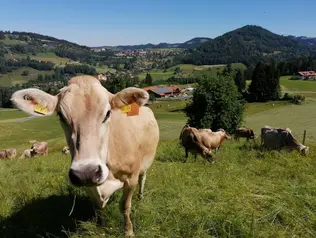 Bauernhof Denz Kühe auf der Weide