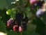 Beeren auf dem Bayrhof in Rosshaupten im Allgäu