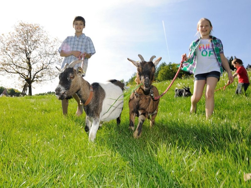 Spaziergang mit Ziegen auf dem Bauernhof in der Region Chiemsee