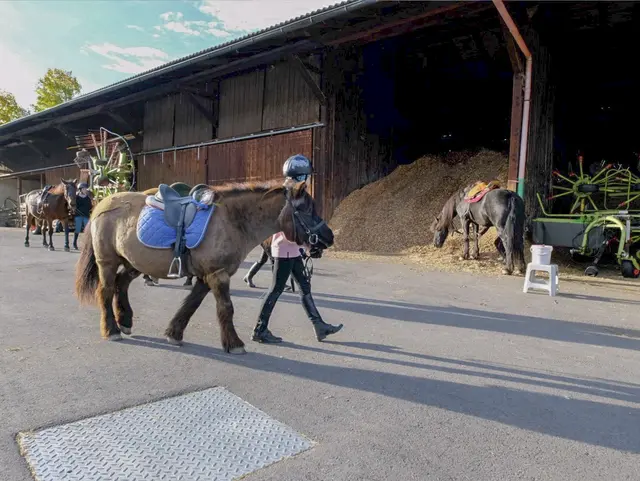 Ponys & Pferde für Groß und Klein