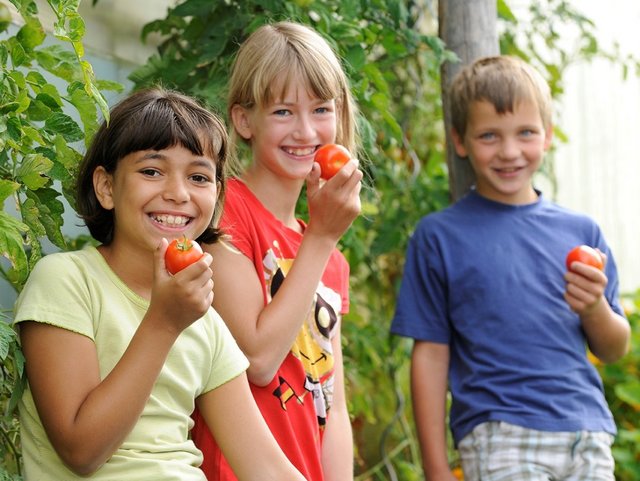 Tomaten vom Bauernhof aus der Region Chiemsee