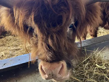 Hochlandrinder © Tatjana Seel Hochlandrinder am Ferienhof