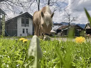 Pferd vor dem Ferienhof © Ferienhof Stiefel Pferde wohnen auf dem Ferienhof mit Wellness