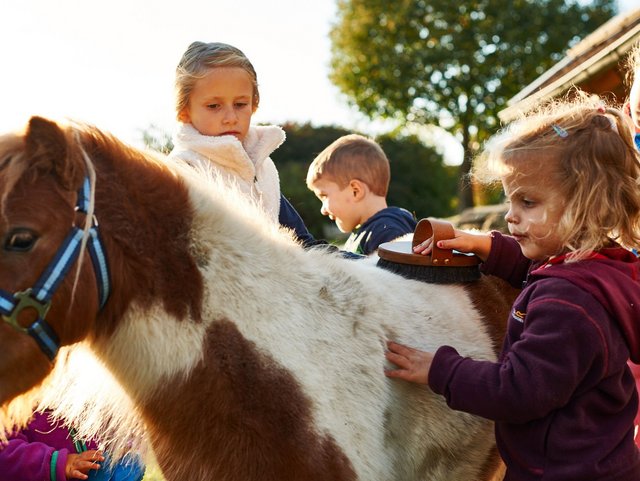Mini Shetlandponys auf dem Ferienhof Stetter