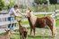 Landhof mit Ponys
