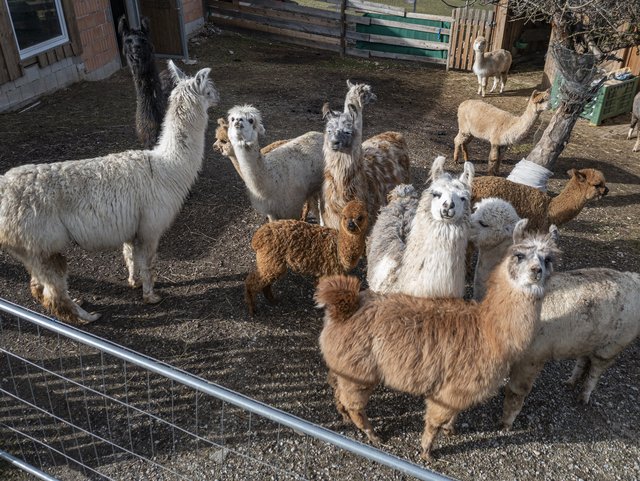 Die Alpakas live erleben auf dem Bauernhof