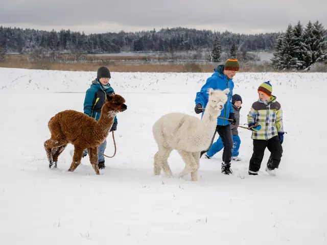 Alpaka Wanderungen im Schnee