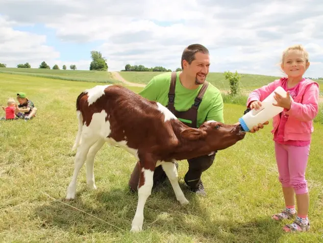 Kid füttert kalb mit Flasche