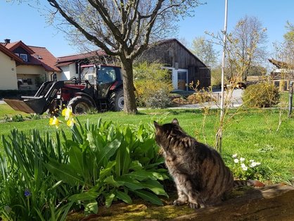 Katze vor dem Hof