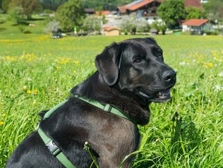 Hofhund zum Spaß haben © Seimehof Hofhündin sitzt vor dem Bauernhof.
