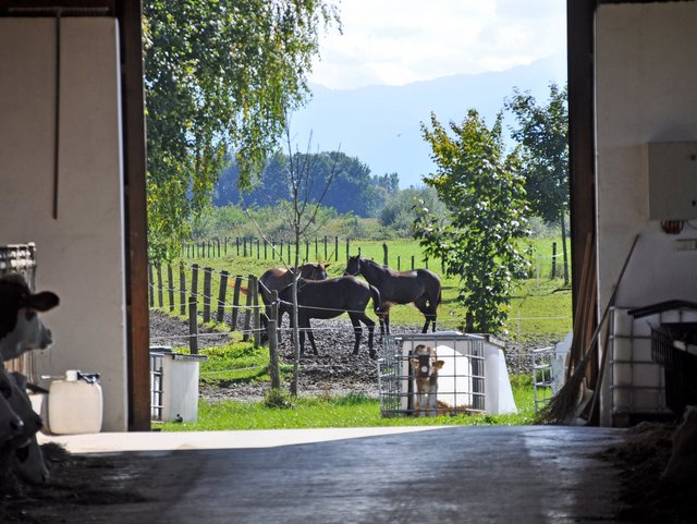 Blick aus dem Kuhstall auf die Koppel