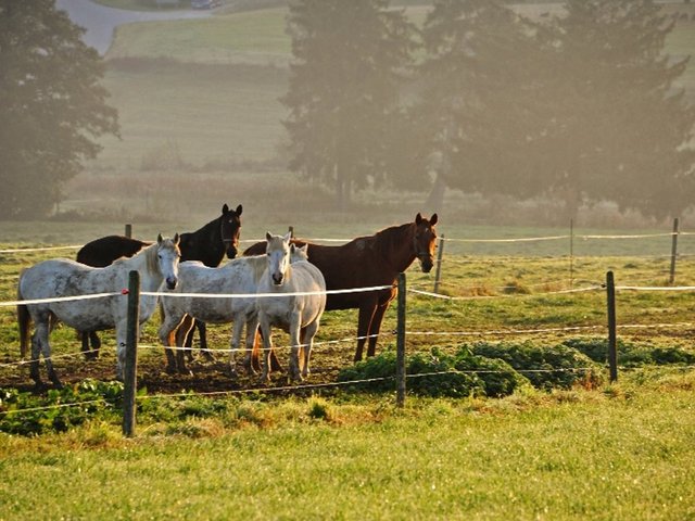 Pferde in herbstlicher Landschaft auf dem Ferienhof Gattinger im Allgäu