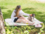 Urlaub mit dem Hund in der Natur