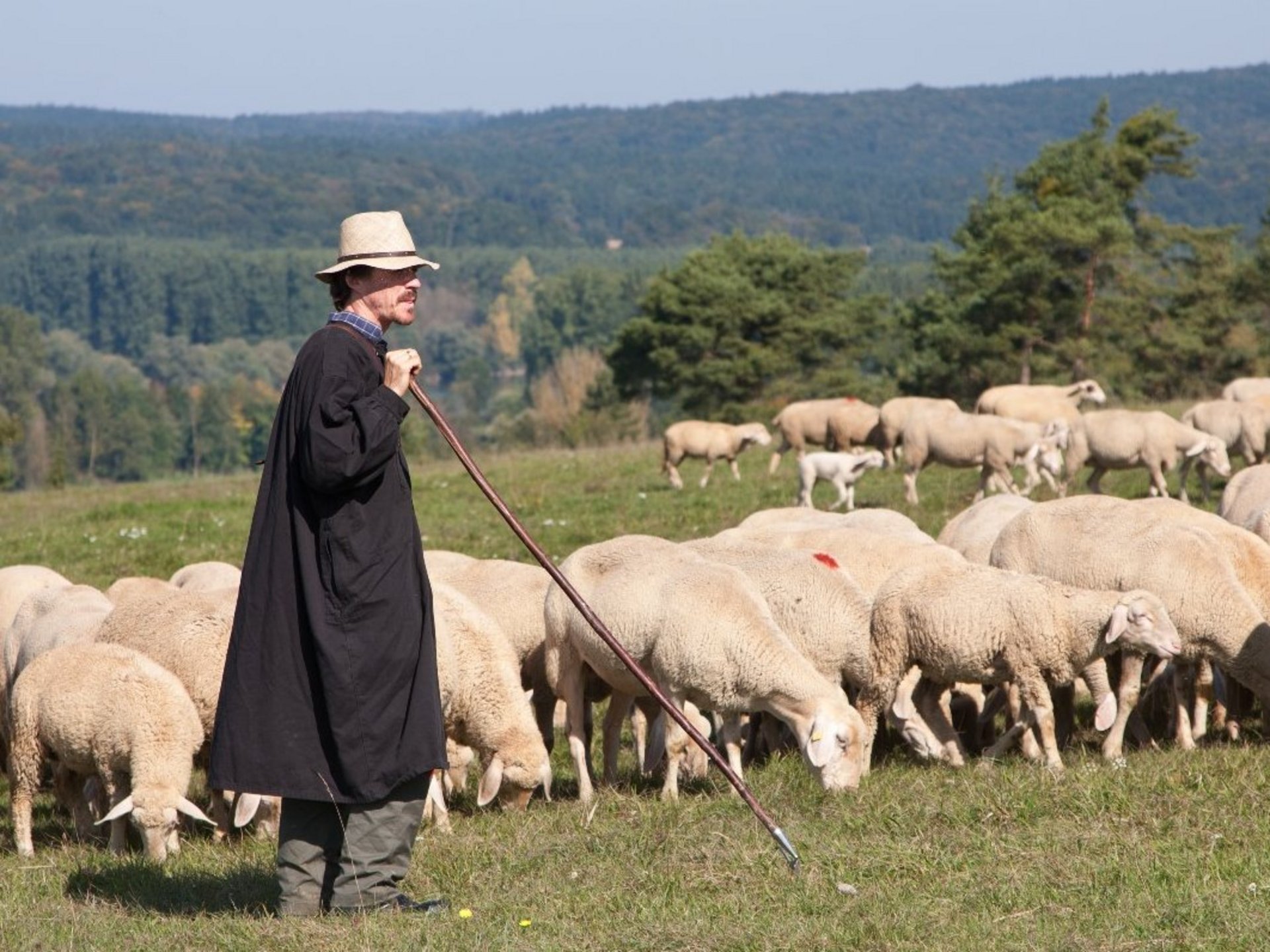 Schäfer und Schafe im Naturpark Altmühltal