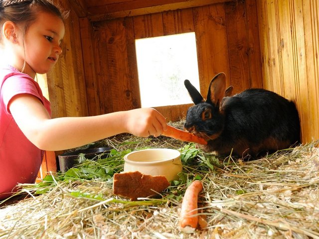 Kind füttert Hase