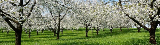 Kirschbäume während der Kirschblüte in der Fränkischen Schweiz