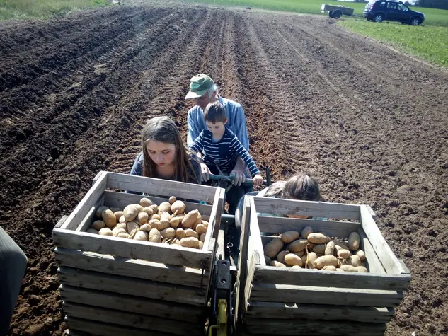 Kartoffelernte auf dem Feld