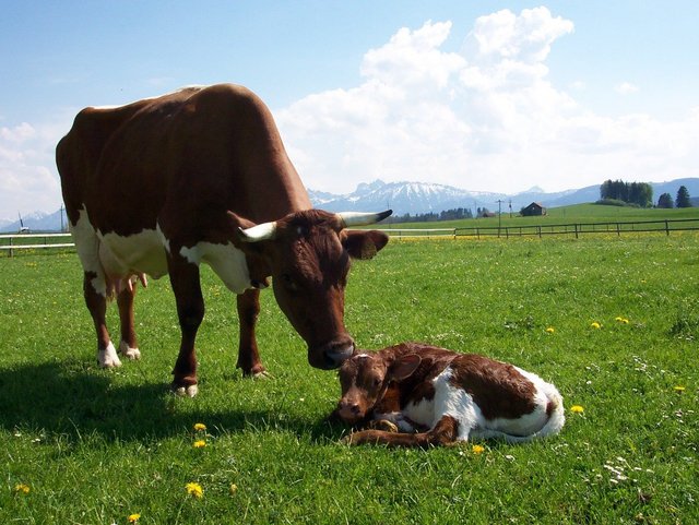 Kuh mit Kalb auf dem Ferienhof Hipp im Allgäu