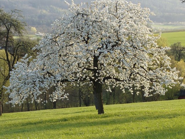 Kirschblüte im Frühling