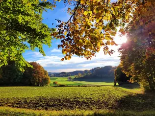 Herbstwald