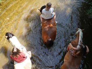 Ausreiten im Fluss © Ferienhof Mühlthal Ausritte ab Hof in den nahen Fluss