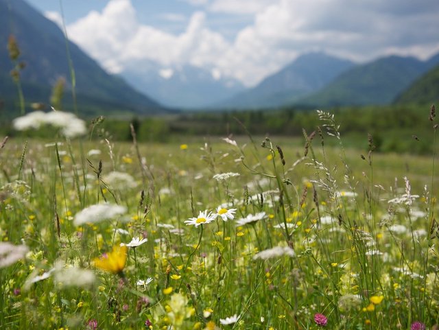 Blumenwiese vor Alpenpanorama im Zugspitzland