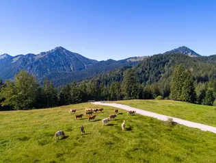 Kühe auf der Alm vor Alpenkulisse