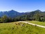 Kühe auf der Alm vor Alpenkulisse