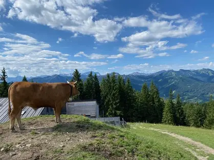 Kuh blickt aufs Alpenland © Bayerisches Alpenland Kuh blickt aufs Alpenland